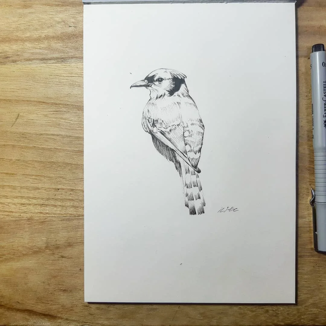 Bird Studies 대표 이미지