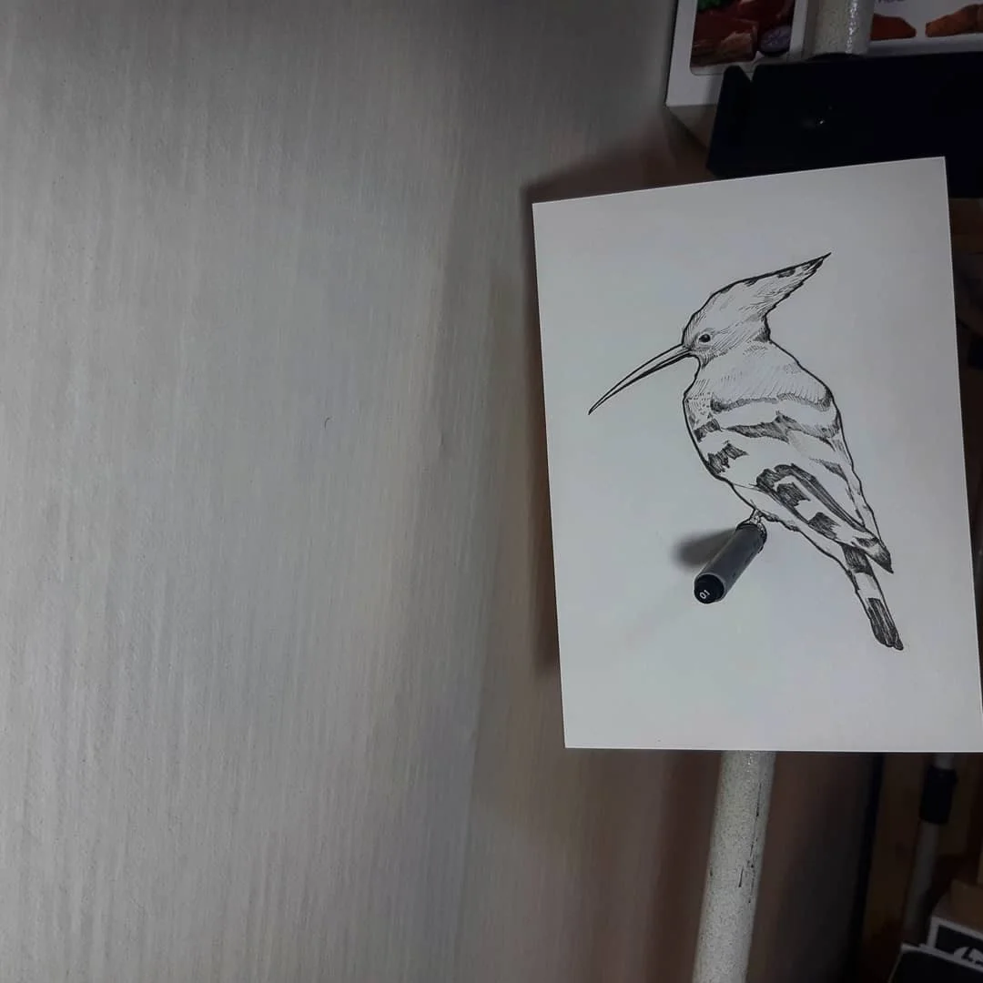 Bird Study Set 2