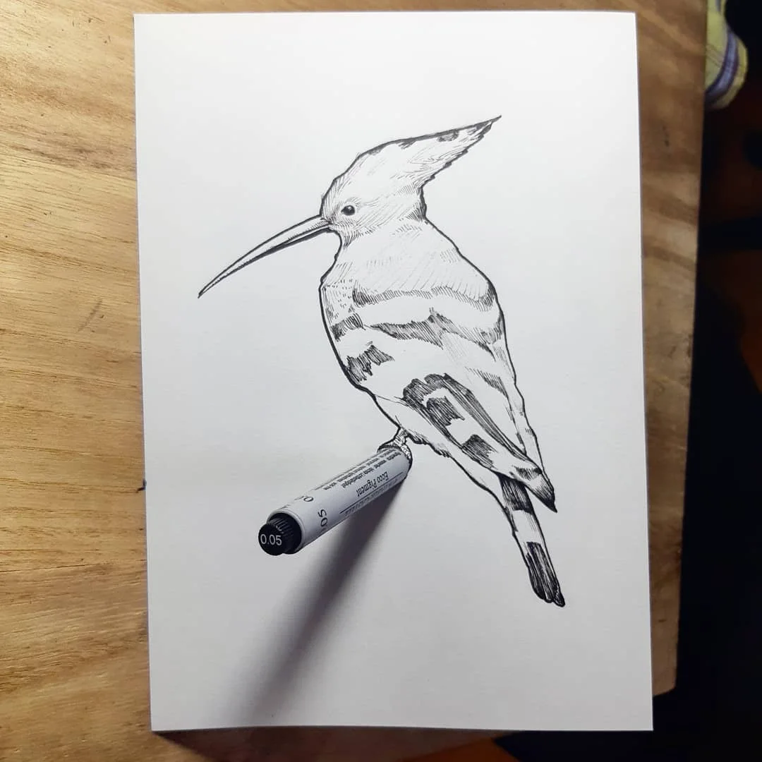 Bird Study Set 3