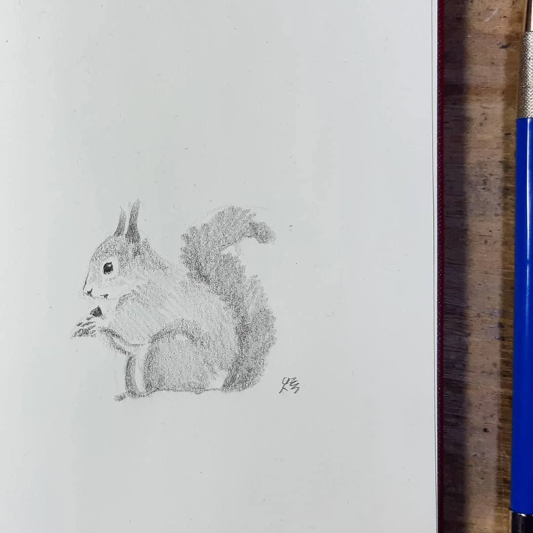 Squirrel Drawing 대표 이미지