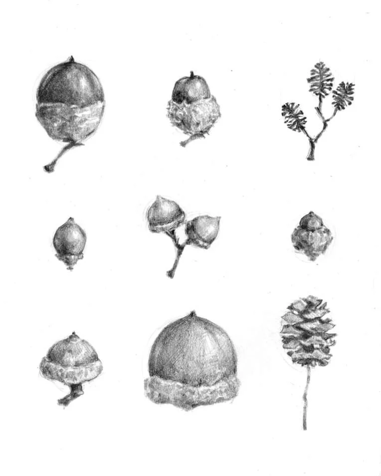Seed Pods 대표 이미지