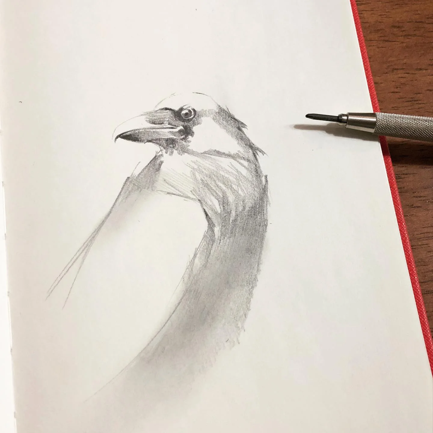 Hummingbird Profile 대표 이미지