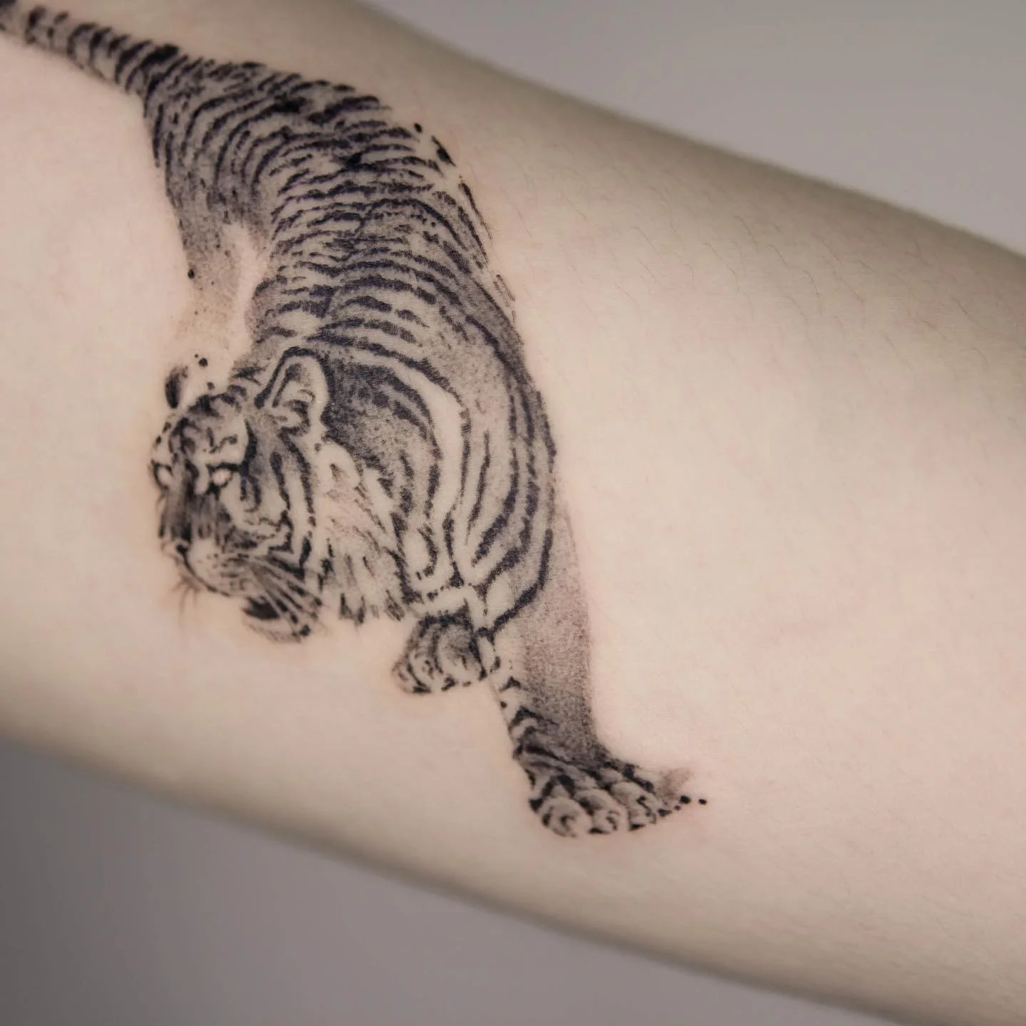 Manta Ray Shoulder 대표 이미지