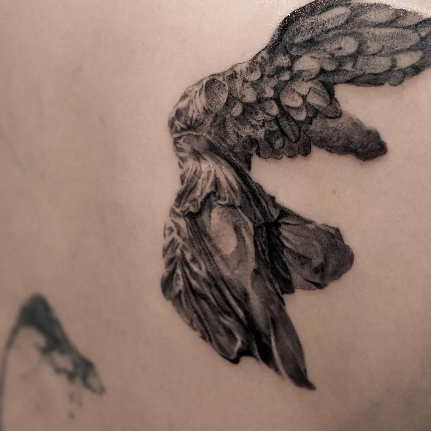 Manta Ray Back Piece 대표 이미지