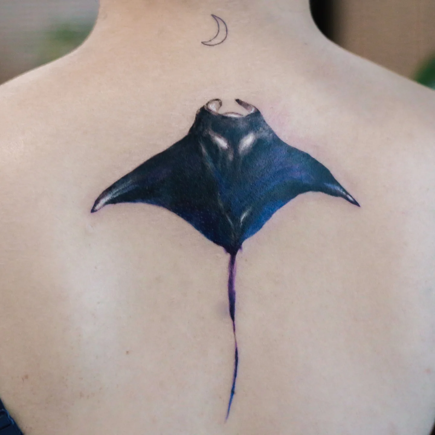 Manta Ray Back 대표 이미지